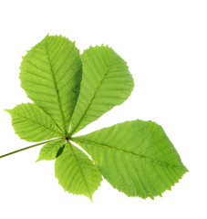 green leaf, isolated on white