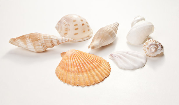 Set of sea shells