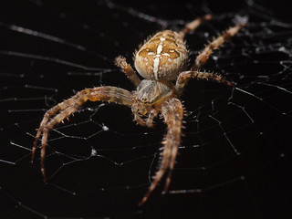 Kreuzspinne (Araneus diadematus)