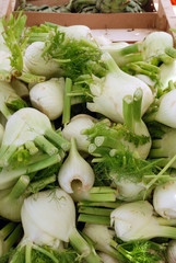 Marché de Boulouris: fenouil