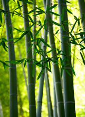 Bamboo forest background. Shallow DOF