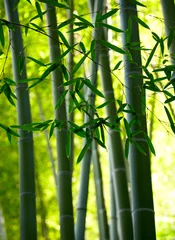Papier Peint photo autocollant Bambou Fond de forêt de bambous. DOF peu profond