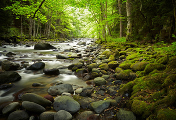 Mountain River in the wood