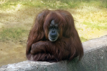 sad orangutan