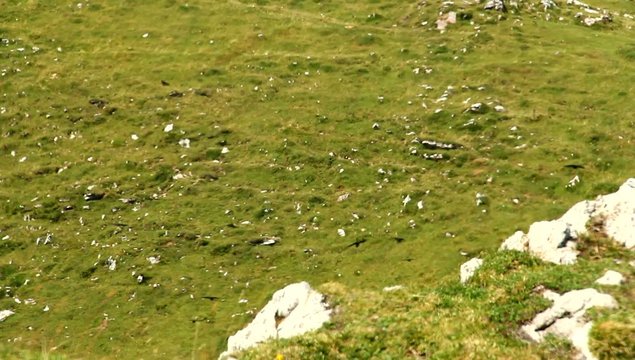 Black birds flying in hing mountains toward the camera.