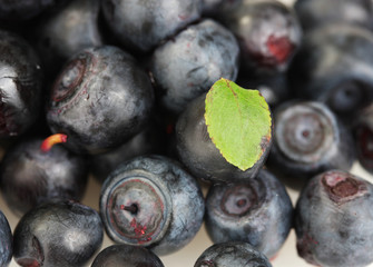 Fresh blueberries on white background close-up