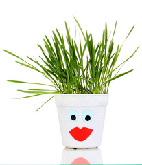 A pot of grass isolated on white