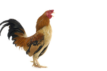 Chicken isolated on a white background