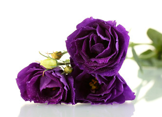 purple eustoma on white background