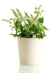 fresh mint with flowers in cup, isolated on white