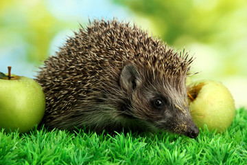 Hedgehog with apples, on grass, on green background