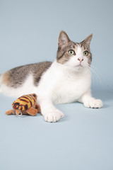 Obraz premium cat laying on blue background
