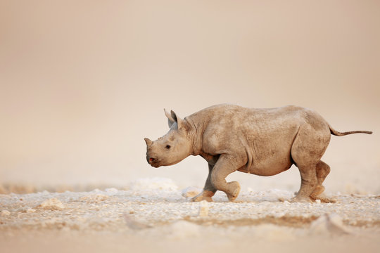 Black Rhinoceros Baby Running