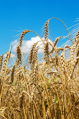 gold ears of wheat under sky