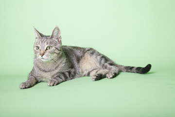 tabby cat on green background