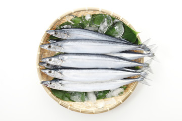 ザルに盛った新サンマ