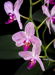 Door stickers Orchid Orchid