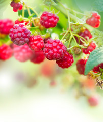 Raspberry. Growing Organic Berries Art Design
