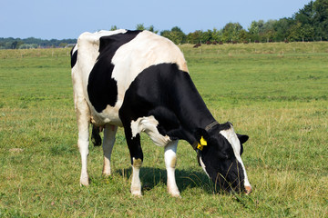 Black and white cow