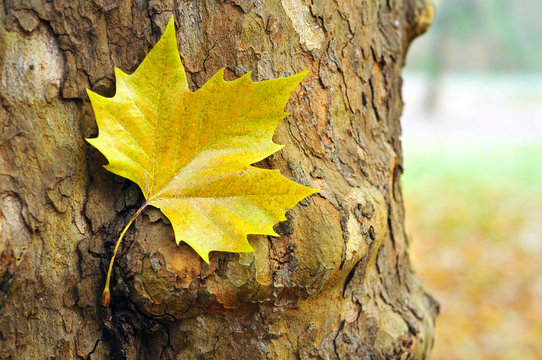 yellow autumn leaf