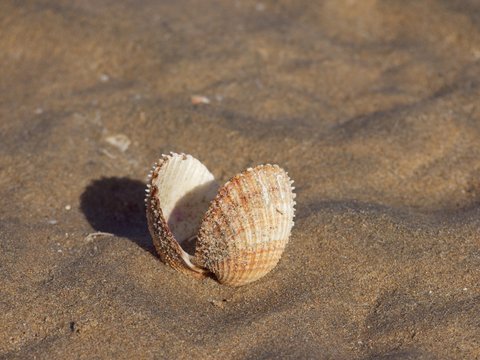 empty scallop shell on a beach