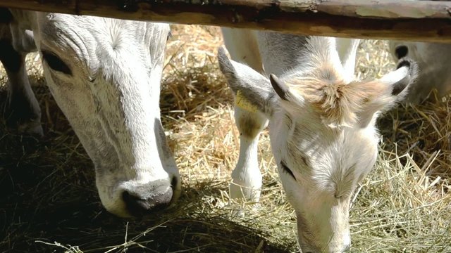 mucca, vitello