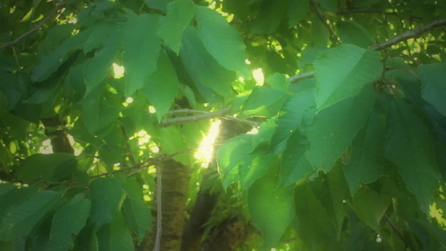 leaves