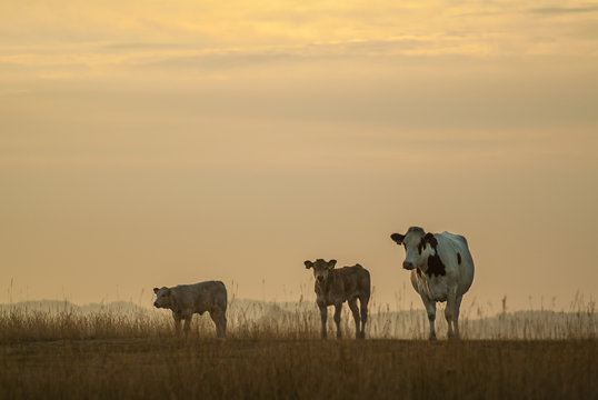 Mother cow with two calfs during sunset