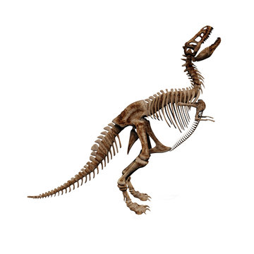 T-rex skeleton