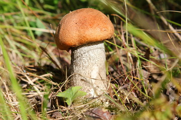 Подосиновик