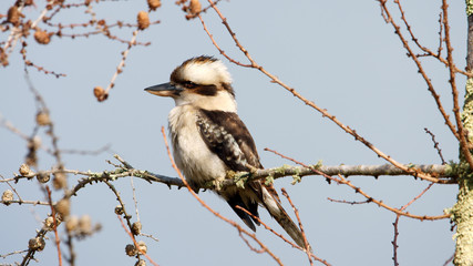 Kookaburra on tree