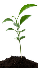 lemon growing