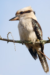 Kookaburra on tree