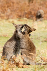 Wallabies play