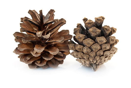 two pine cones isolated