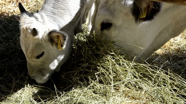 mucca, vitello