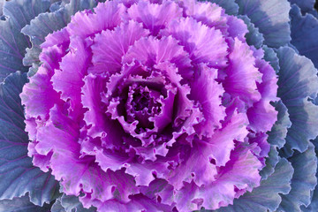 Purple decorative cabbage.