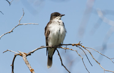 Eastern Kingbird