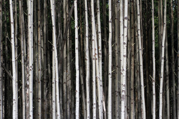 Fototapeta premium Aspen Tree