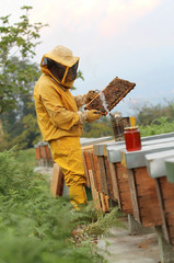 Beekeeper at work with honeycomb