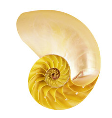 Nautilus shell