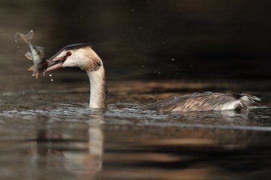 Svasso maggiore