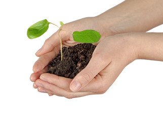 sapling in hands