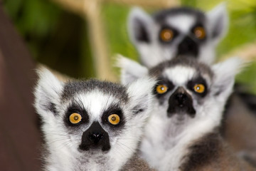 Obraz premium ring-tailed lemurs