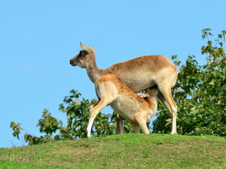 breast-feeding of young antelope