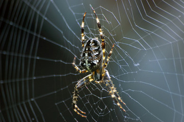 Spider in web