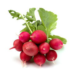 .Small garden radish  .