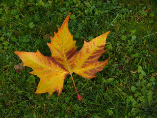 oriental dry banana leaf