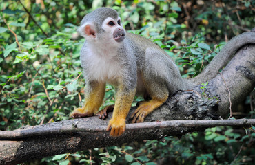 portrait of Saimiri sciureus knows as Common Squirrel Monkey