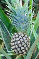 Fresh pineapple, green on the tree